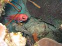 poisson soldat Myrispristis jacobus